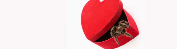 Tarantula crawling out of a box of chocolates