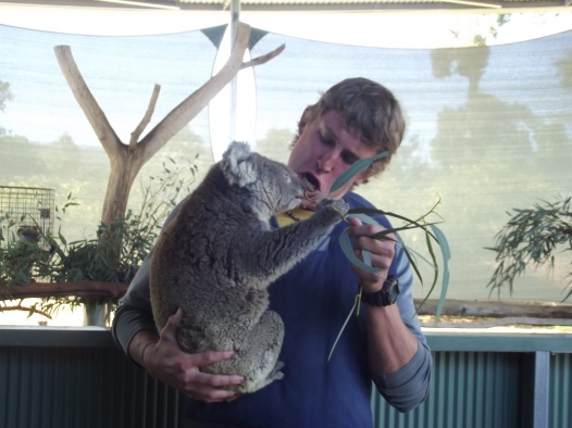 Petting a koala was on Shepard's international to-do list.