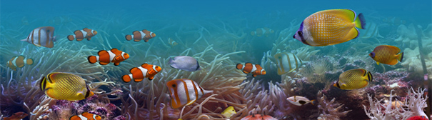 Photo of underwater fishes