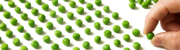 Photo: Peas in rows and columns