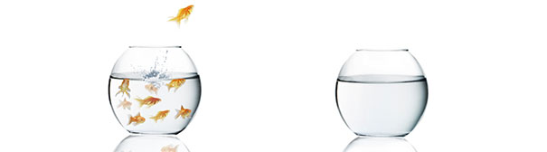 Fish jumping into a different bowl