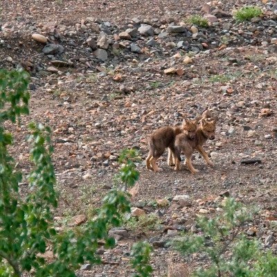 Wolf pups are born in late spring and early summer in Denali National Park in Alaska. Wolf pups are born in late spring and early summer in Denali National Park in Alaska.